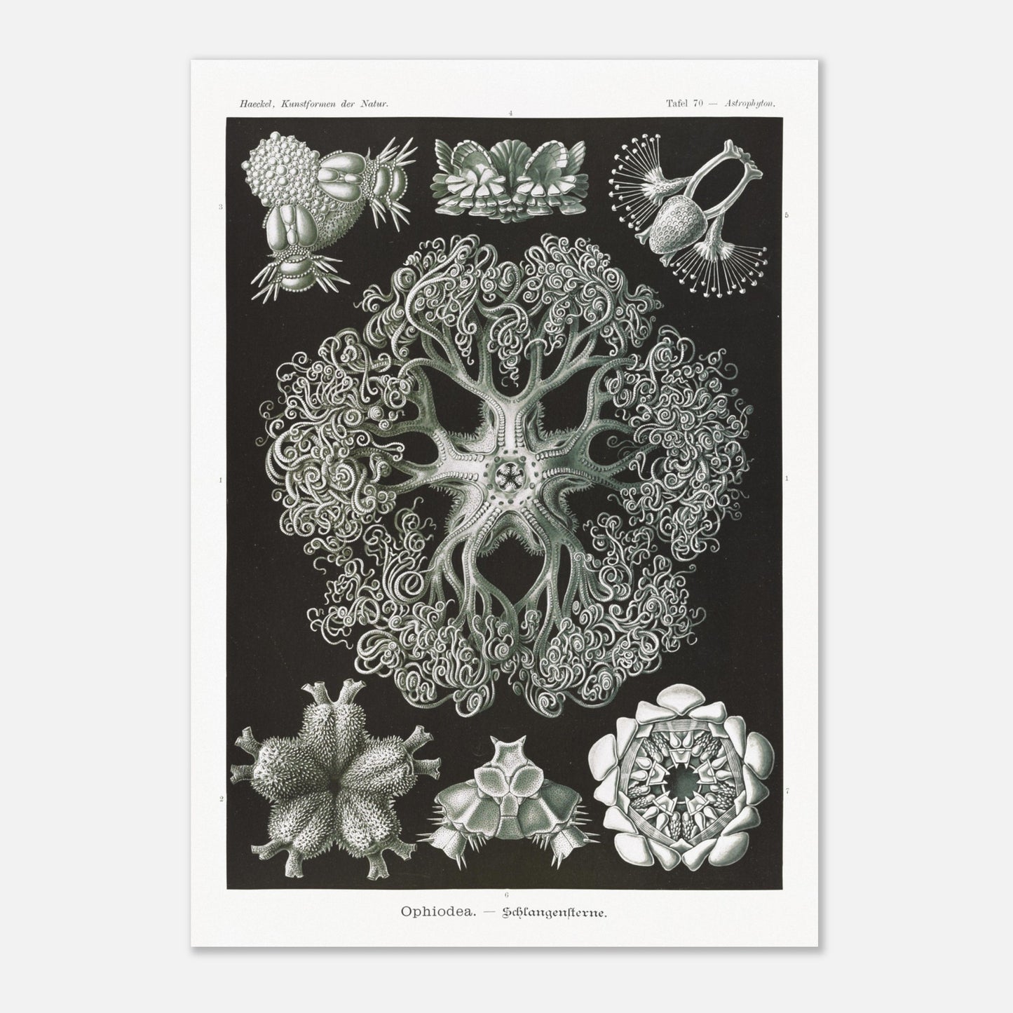 Planche d'Ophiures et Astrophytons — Ernst Haeckel (42x59,4 cm (A2)). Planche d'astrophytons ou ophiures par Ernst Haeckel, représentant diverses formes d'étoiles de mer et d'oursins fossiles, sur fond noir.