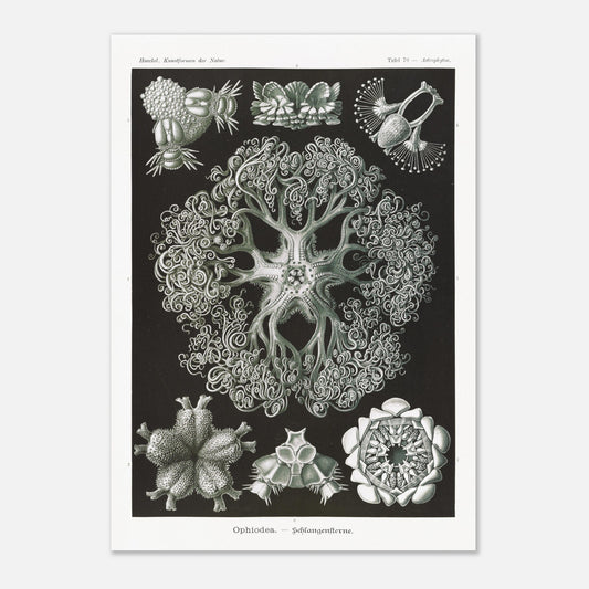 Planche d'Ophiures et Astrophytons — Ernst Haeckel (42x59,4 cm (A2)). Planche d'astrophytons ou ophiures par Ernst Haeckel, représentant diverses formes d'étoiles de mer et d'oursins fossiles, sur fond noir.