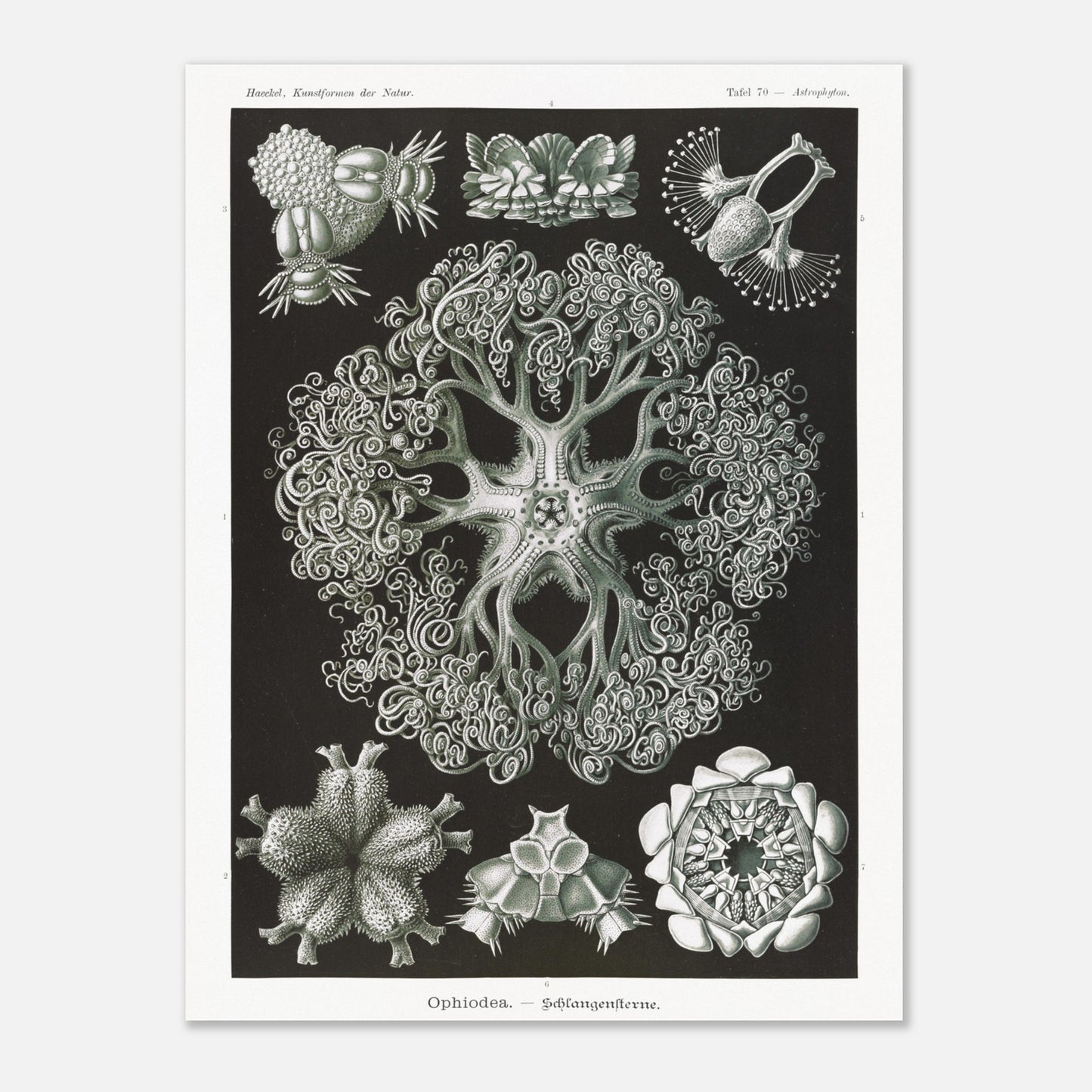 Planche d'Ophiures et Astrophytons — Ernst Haeckel (60x80 cm). Planche d'astrophytons ou ophiures par Ernst Haeckel, représentant diverses formes d'étoiles de mer et d'oursins fossiles, sur fond noir.