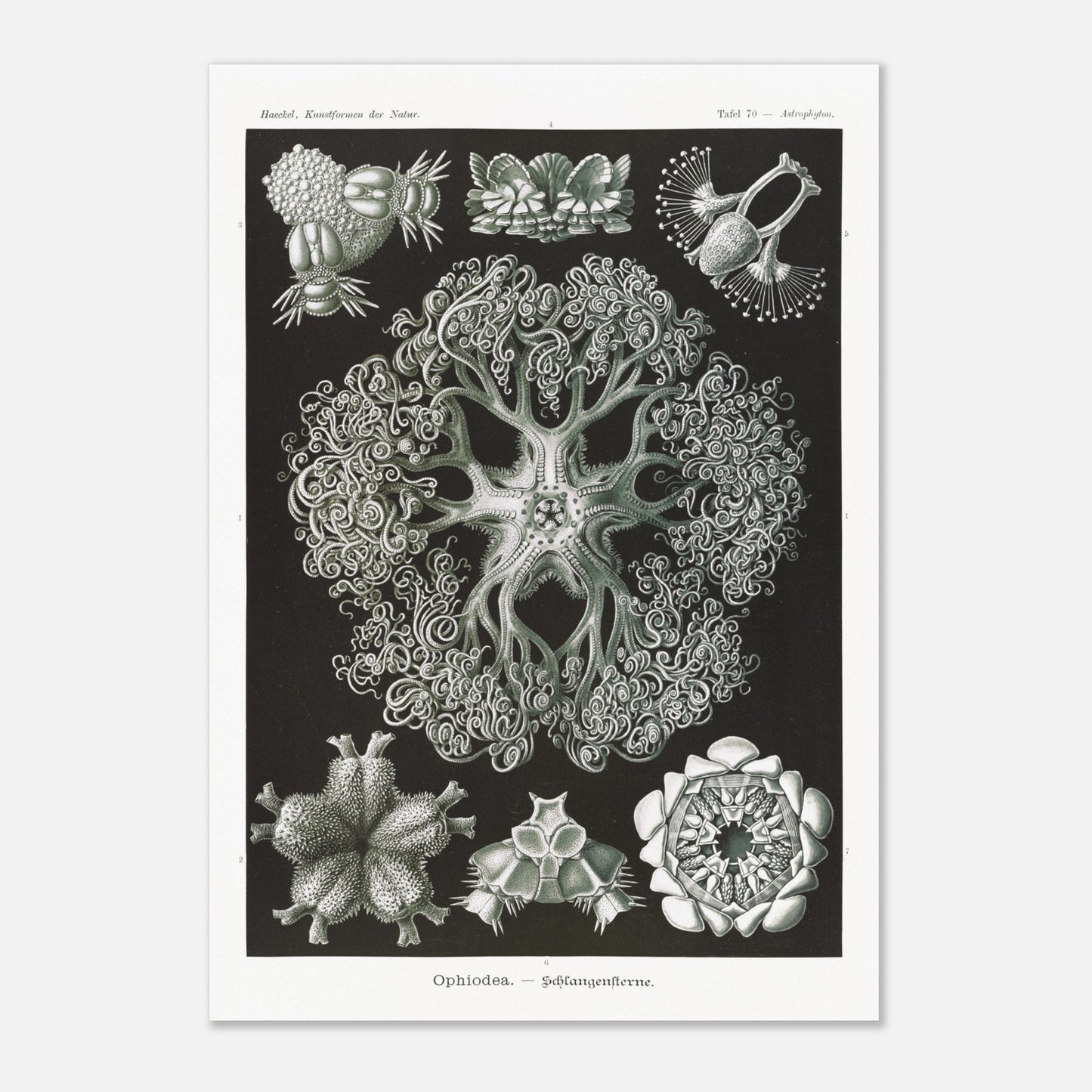 Planche d'Ophiures et Astrophytons — Ernst Haeckel (70x100 cm). Planche d'astrophytons ou ophiures par Ernst Haeckel, représentant diverses formes d'étoiles de mer et d'oursins fossiles, sur fond noir.