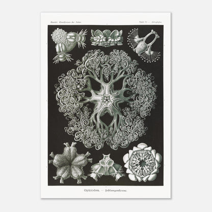 Planche d'Ophiures et Astrophytons — Ernst Haeckel (70x100 cm). Planche d'astrophytons ou ophiures par Ernst Haeckel, représentant diverses formes d'étoiles de mer et d'oursins fossiles, sur fond noir.