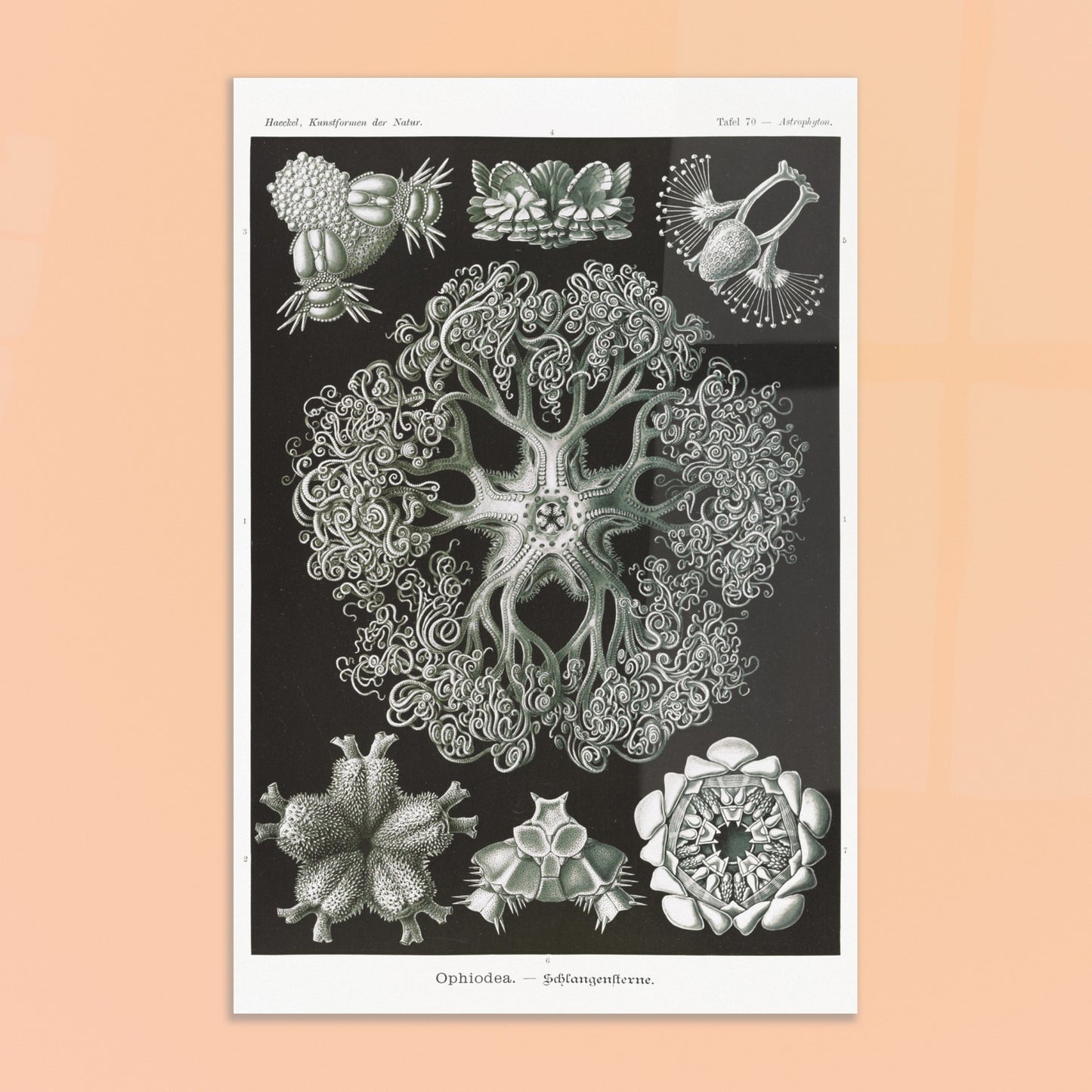 Planche d'Ophiures et Astrophytons — Ernst Haeckel. Planche d'astrophytons ou ophiures par Ernst Haeckel, représentant diverses formes d'étoiles de mer et d'oursins fossiles, sur fond noir. Image d'illustration 8