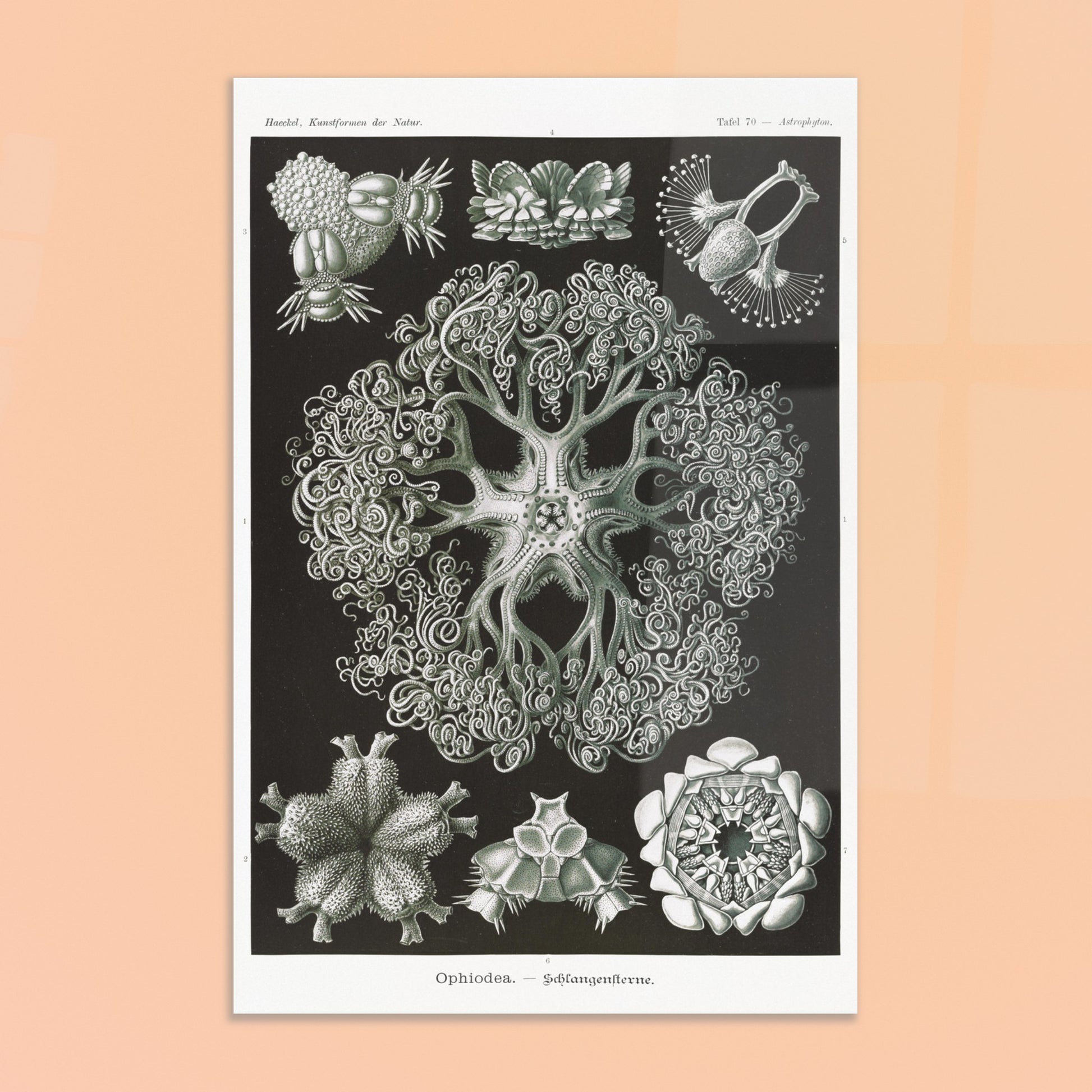 Planche d'Ophiures et Astrophytons — Ernst Haeckel. Planche d'astrophytons ou ophiures par Ernst Haeckel, représentant diverses formes d'étoiles de mer et d'oursins fossiles, sur fond noir. Image d'illustration 8