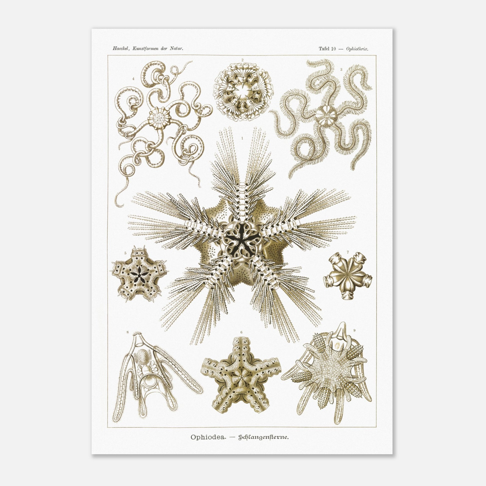 Planche zoologique d'Ophiures (Serpent Starfish) - Ernst Haeckel (29,7x42 cm (A3)). Planche d'illustrations zoologiques d'Ernst Haeckel représentant différentes formes d'ophiures (serpent starfish).