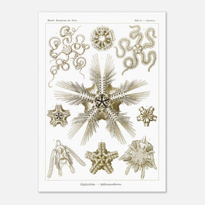 Planche zoologique d'Ophiures (Serpent Starfish) - Ernst Haeckel (29,7x42 cm (A3)). Planche d'illustrations zoologiques d'Ernst Haeckel représentant différentes formes d'ophiures (serpent starfish).