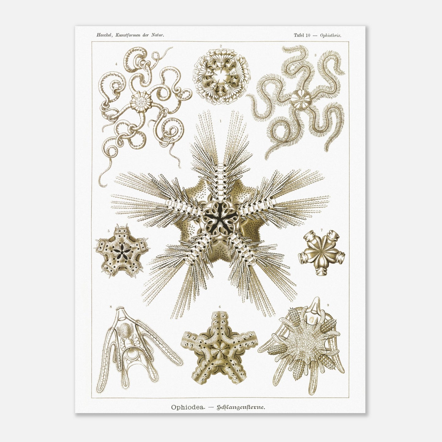 Planche zoologique d'Ophiures (Serpent Starfish) - Ernst Haeckel (30x40 cm). Planche d'illustrations zoologiques d'Ernst Haeckel représentant différentes formes d'ophiures (serpent starfish).