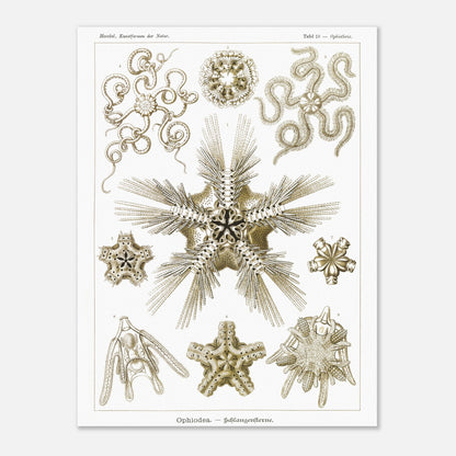 Planche zoologique d'Ophiures (Serpent Starfish) - Ernst Haeckel (30x40 cm). Planche d'illustrations zoologiques d'Ernst Haeckel représentant différentes formes d'ophiures (serpent starfish).