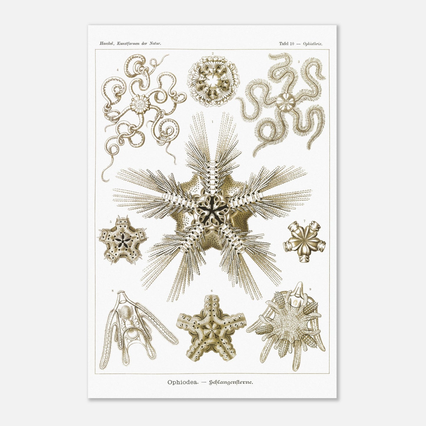 Planche zoologique d'Ophiures (Serpent Starfish) - Ernst Haeckel (40x60 cm). Planche d'illustrations zoologiques d'Ernst Haeckel représentant différentes formes d'ophiures (serpent starfish).