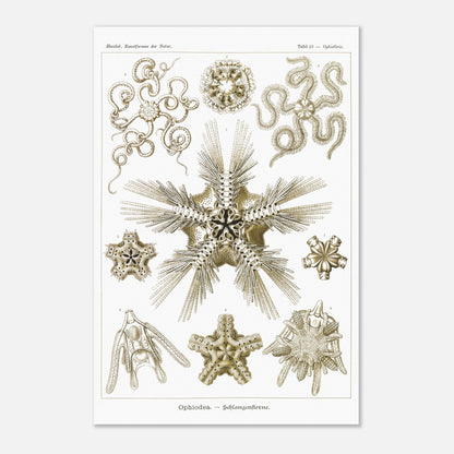Planche zoologique d'Ophiures (Serpent Starfish) - Ernst Haeckel (40x60 cm). Planche d'illustrations zoologiques d'Ernst Haeckel représentant différentes formes d'ophiures (serpent starfish).