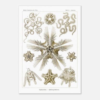 Planche zoologique d'Ophiures (Serpent Starfish) - Ernst Haeckel (42x59,4 cm (A2)). Planche d'illustrations zoologiques d'Ernst Haeckel représentant différentes formes d'ophiures (serpent starfish).