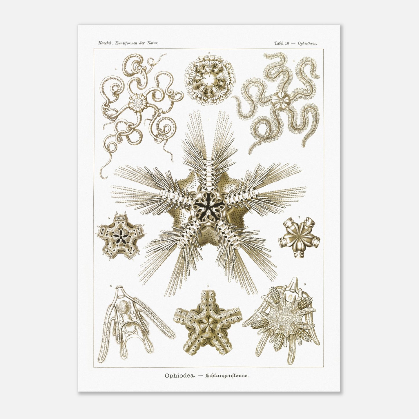 Planche zoologique d'Ophiures (Serpent Starfish) - Ernst Haeckel (50x70 cm). Planche d'illustrations zoologiques d'Ernst Haeckel représentant différentes formes d'ophiures (serpent starfish).