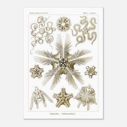 Planche zoologique d'Ophiures (Serpent Starfish) - Ernst Haeckel (50x70 cm). Planche d'illustrations zoologiques d'Ernst Haeckel représentant différentes formes d'ophiures (serpent starfish).