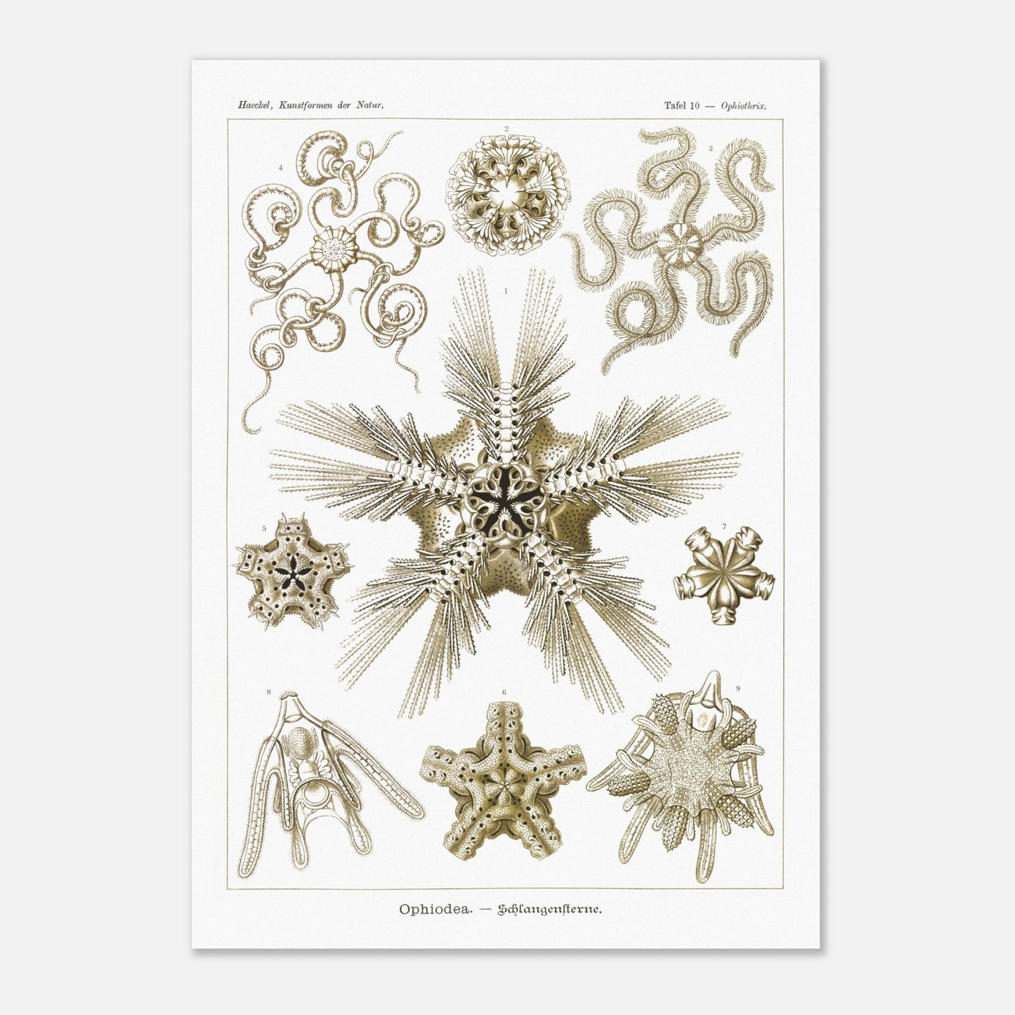 Planche zoologique d'Ophiures (Serpent Starfish) - Ernst Haeckel (59,4x84,1 cm (A1)). Planche d'illustrations zoologiques d'Ernst Haeckel représentant différentes formes d'ophiures (serpent starfish).
