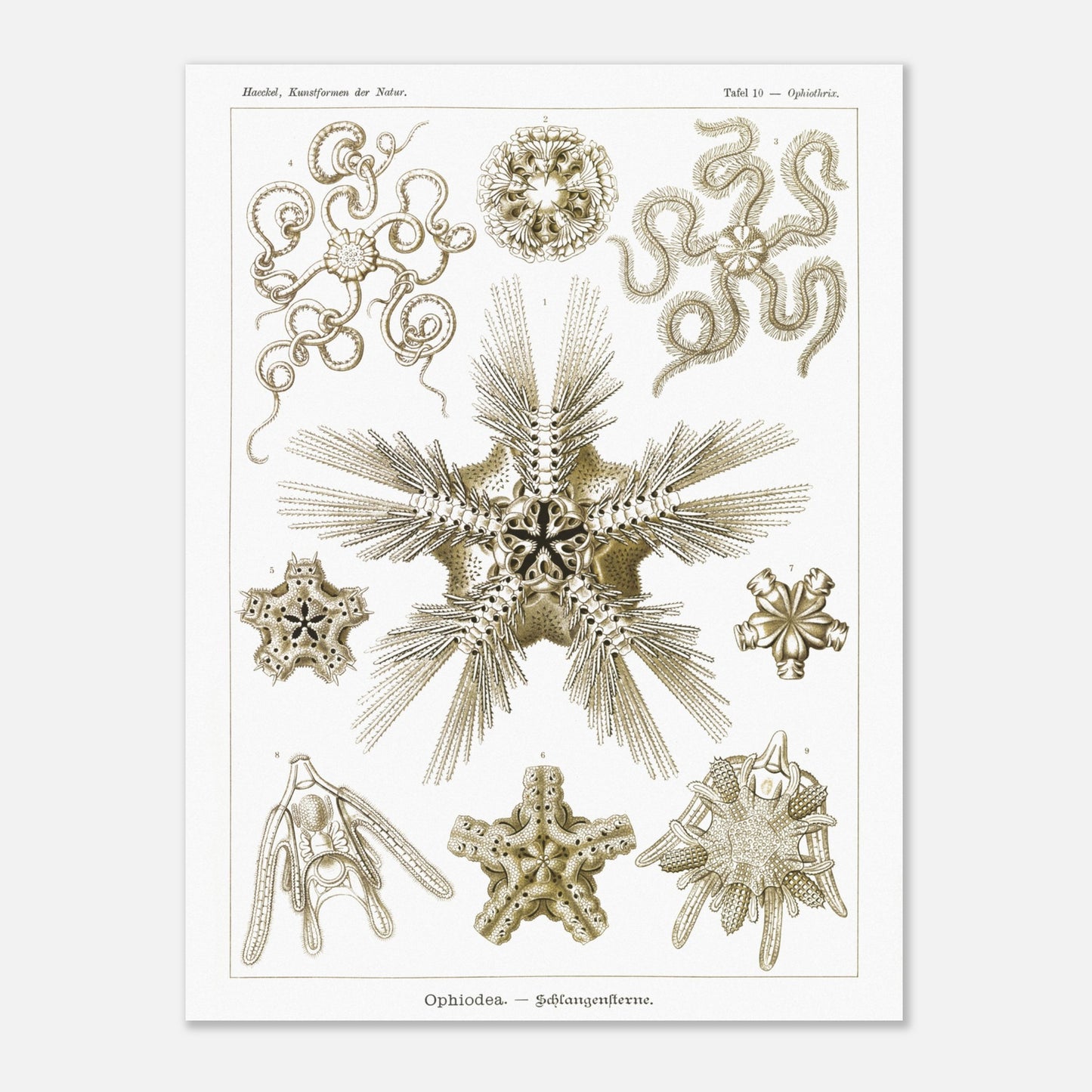 Planche zoologique d'Ophiures (Serpent Starfish) - Ernst Haeckel (60x80 cm). Planche d'illustrations zoologiques d'Ernst Haeckel représentant différentes formes d'ophiures (serpent starfish).