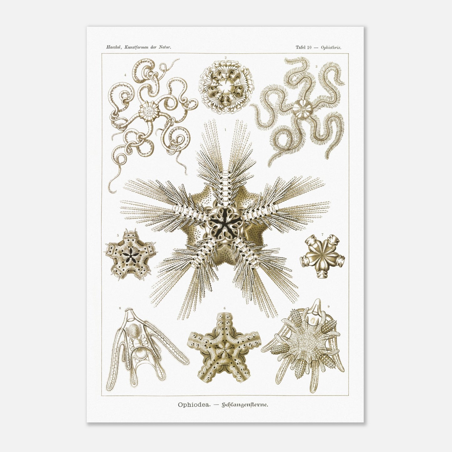 Planche zoologique d'Ophiures (Serpent Starfish) - Ernst Haeckel (70x100 cm). Planche d'illustrations zoologiques d'Ernst Haeckel représentant différentes formes d'ophiures (serpent starfish).