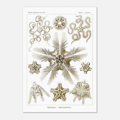 Planche zoologique d'Ophiures (Serpent Starfish) - Ernst Haeckel (70x100 cm). Planche d'illustrations zoologiques d'Ernst Haeckel représentant différentes formes d'ophiures (serpent starfish).