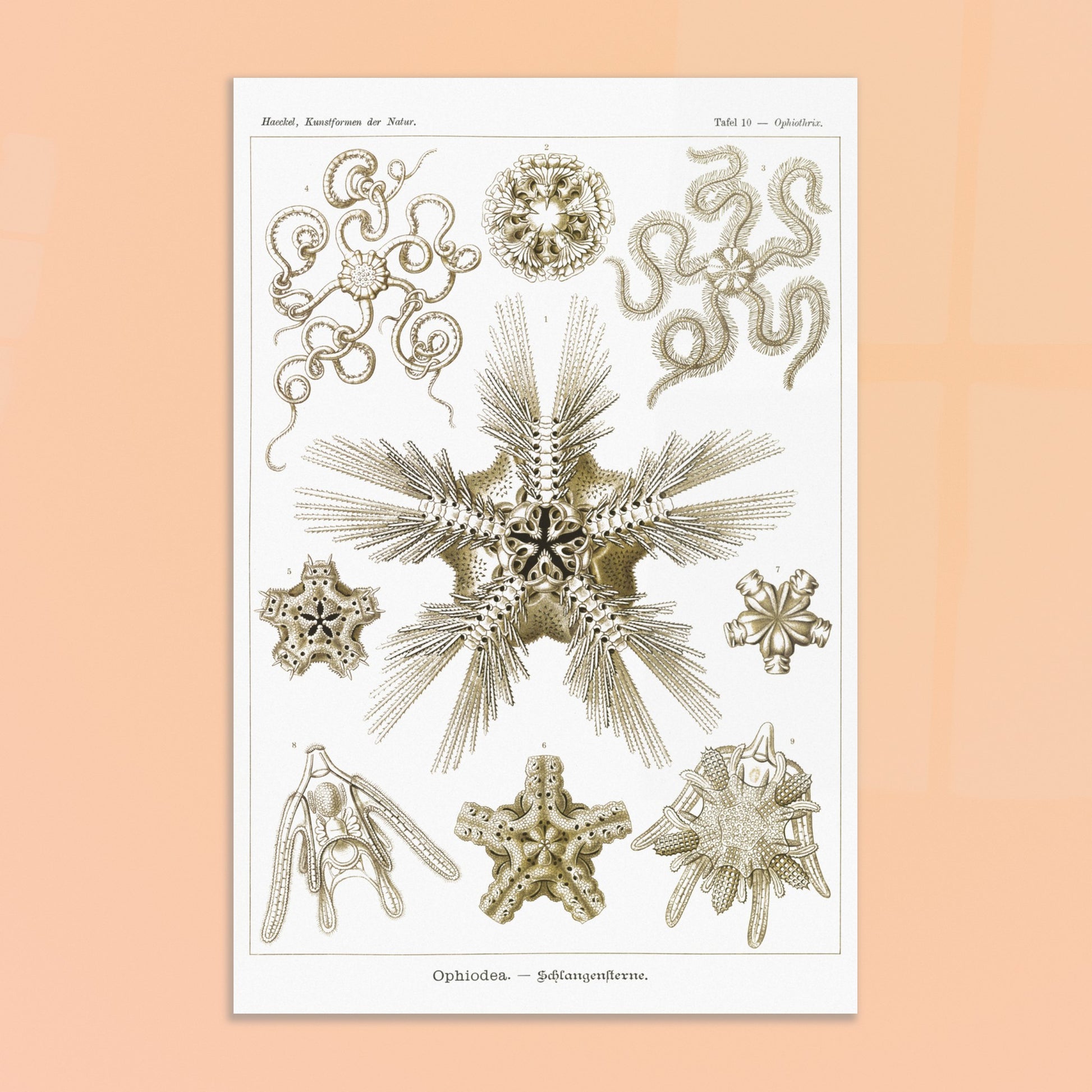 Planche zoologique d'Ophiures (Serpent Starfish) - Ernst Haeckel. Planche d'illustrations zoologiques d'Ernst Haeckel représentant différentes formes d'ophiures (serpent starfish). Image d'illustration 8