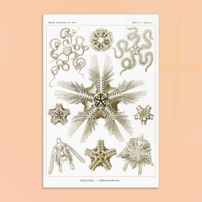 Planche zoologique d'Ophiures (Serpent Starfish) - Ernst Haeckel. Planche d'illustrations zoologiques d'Ernst Haeckel représentant différentes formes d'ophiures (serpent starfish). Image d'illustration 8
