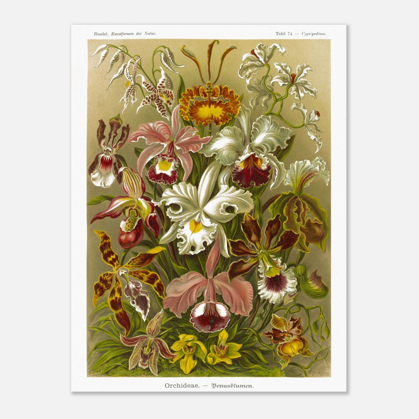 Planche d'orchidées Fleurs de Vénus - Ernst Haeckel (30x40 cm). Gravure naturaliste d'Ernst Haeckel représentant une composition florale de diverses orchidées aux formes et couleurs variées, sur fond beige.