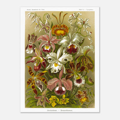 Planche d'orchidées Fleurs de Vénus - Ernst Haeckel (30x40 cm). Gravure naturaliste d'Ernst Haeckel représentant une composition florale de diverses orchidées aux formes et couleurs variées, sur fond beige.