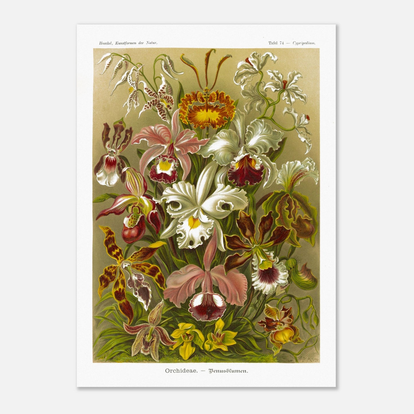 Planche d'orchidées Fleurs de Vénus - Ernst Haeckel (50x70 cm). Gravure naturaliste d'Ernst Haeckel représentant une composition florale de diverses orchidées aux formes et couleurs variées, sur fond beige.