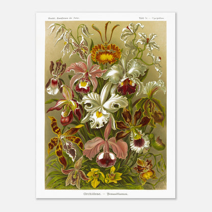 Planche d'orchidées Fleurs de Vénus - Ernst Haeckel (60x80 cm). Gravure naturaliste d'Ernst Haeckel représentant une composition florale de diverses orchidées aux formes et couleurs variées, sur fond beige.