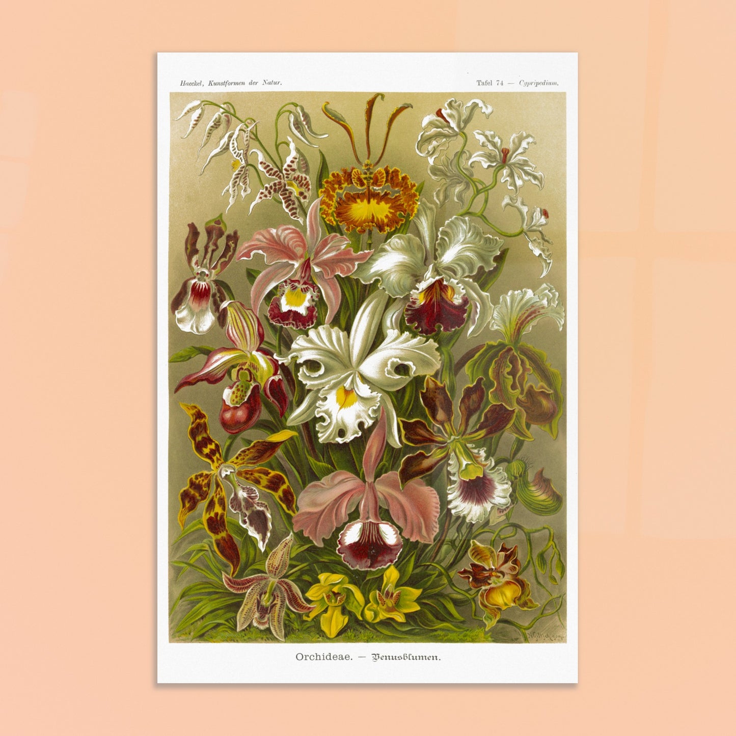 Planche d'orchidées Fleurs de Vénus - Ernst Haeckel. Gravure naturaliste d'Ernst Haeckel représentant une composition florale de diverses orchidées aux formes et couleurs variées, sur fond beige. Image d'illustration 8