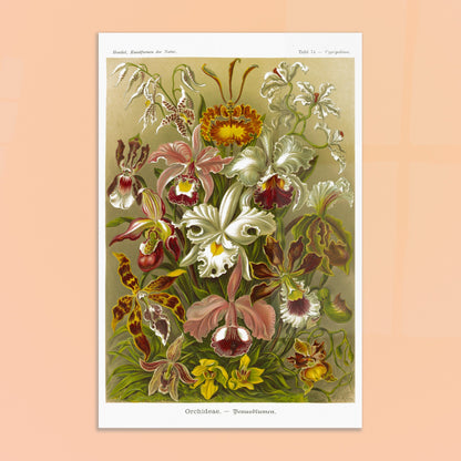 Planche d'orchidées Fleurs de Vénus - Ernst Haeckel. Gravure naturaliste d'Ernst Haeckel représentant une composition florale de diverses orchidées aux formes et couleurs variées, sur fond beige. Image d'illustration 8