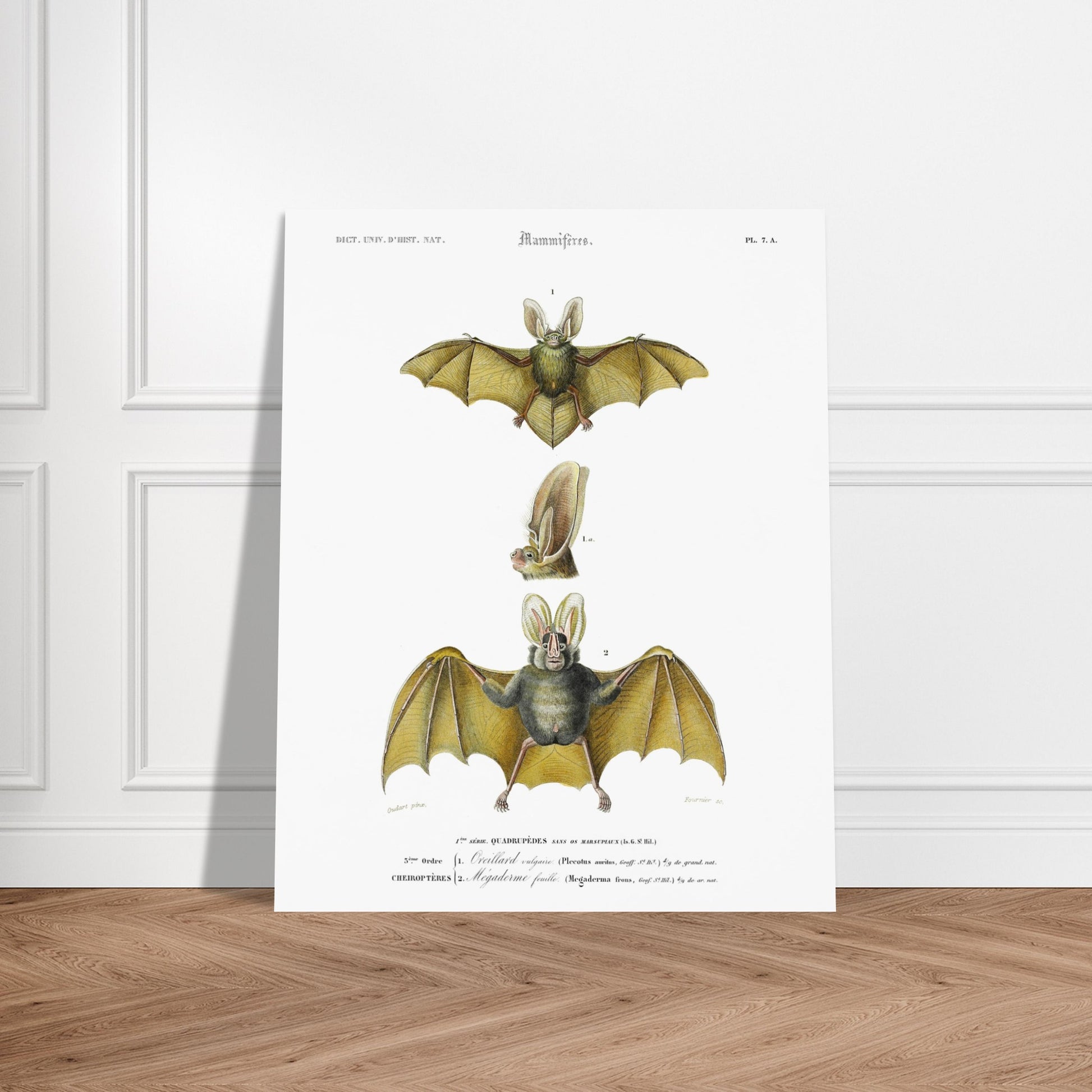 Oreillard vulgaire, Mégaderme feuille - illustration naturaliste du Dictionnaire Universel d'Histoire Naturelle de Charles d'Orbigny - image 52907915706701