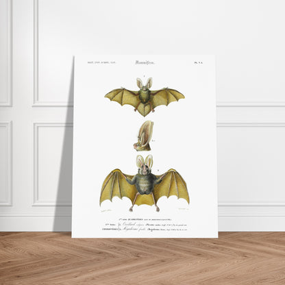 Oreillard vulgaire, Mégaderme feuille - illustration naturaliste du Dictionnaire Universel d'Histoire Naturelle de Charles d'Orbigny - image 52907915706701