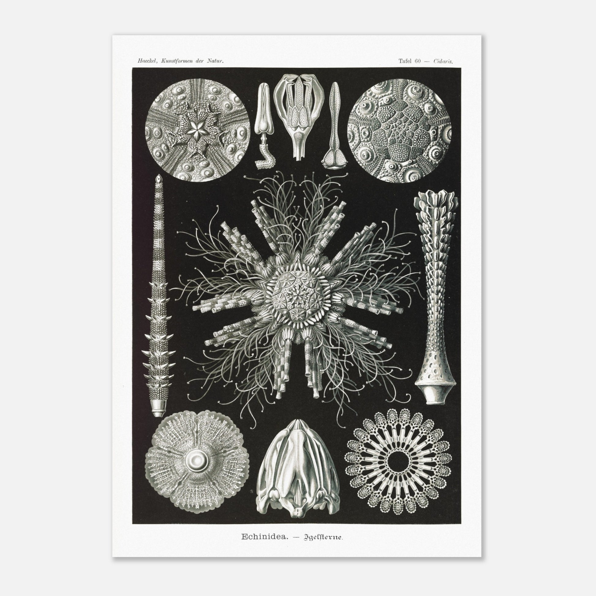 Planche d'oursins Echinidea - Illustration naturaliste d'Ernst Haeckel (29,7x42 cm (A3)). Planche encyclopédique d'oursins et de formes similaires par Ernst Haeckel, représentant plusieurs spécimens avec des détails anatomiques variés sur fond noir.