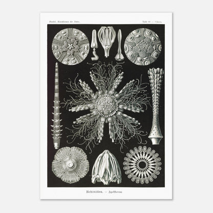 Planche d'oursins Echinidea - Illustration naturaliste d'Ernst Haeckel (29,7x42 cm (A3)). Planche encyclopédique d'oursins et de formes similaires par Ernst Haeckel, représentant plusieurs spécimens avec des détails anatomiques variés sur fond noir.