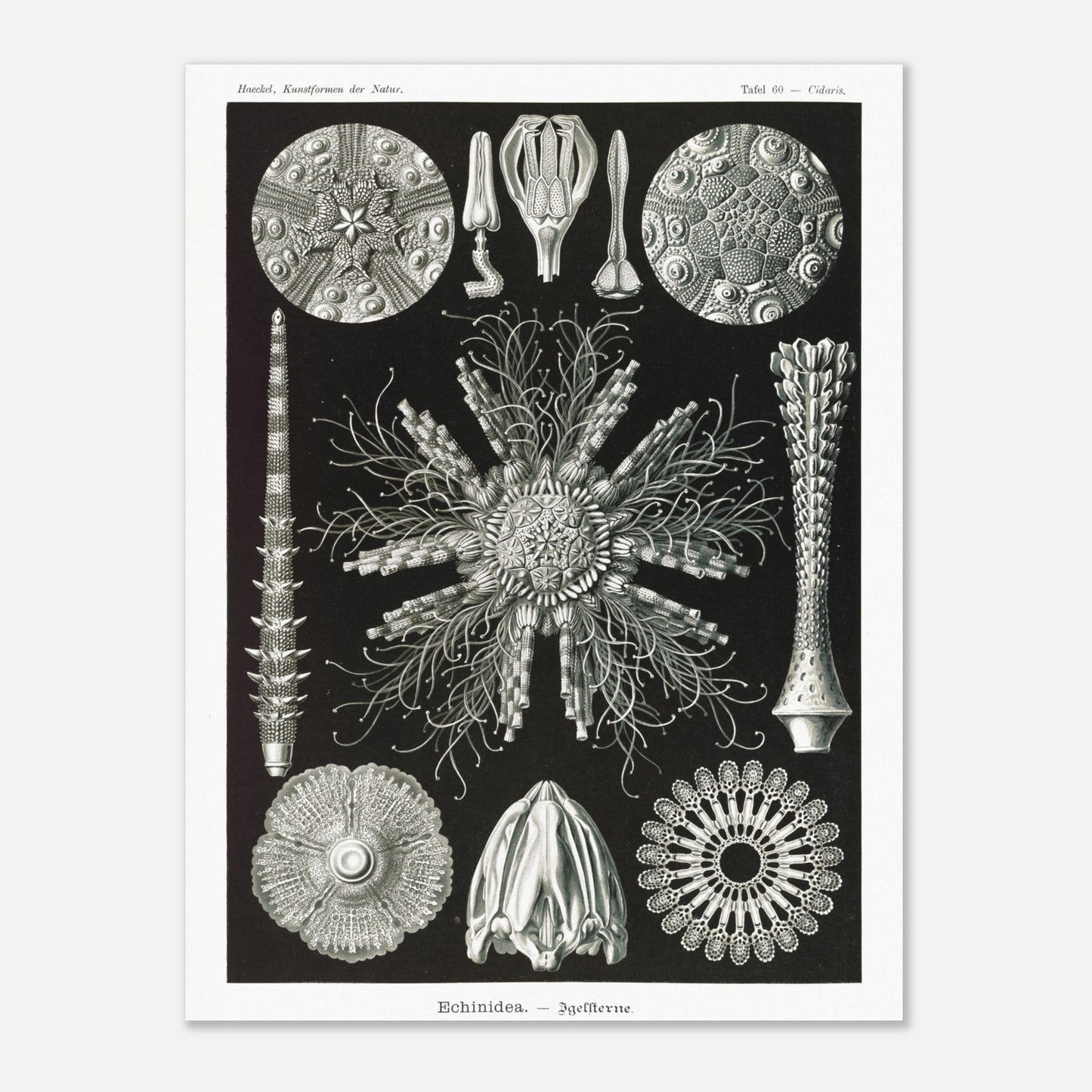 Planche d'oursins Echinidea - Illustration naturaliste d'Ernst Haeckel (30x40 cm). Planche encyclopédique d'oursins et de formes similaires par Ernst Haeckel, représentant plusieurs spécimens avec des détails anatomiques variés sur fond noir.