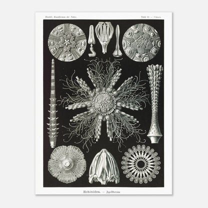 Planche d'oursins Echinidea - Illustration naturaliste d'Ernst Haeckel (30x40 cm). Planche encyclopédique d'oursins et de formes similaires par Ernst Haeckel, représentant plusieurs spécimens avec des détails anatomiques variés sur fond noir.