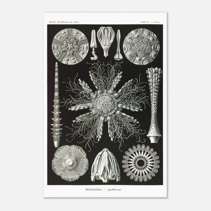 Planche d'oursins Echinidea - Illustration naturaliste d'Ernst Haeckel (40x60 cm). Planche encyclopédique d'oursins et de formes similaires par Ernst Haeckel, représentant plusieurs spécimens avec des détails anatomiques variés sur fond noir.