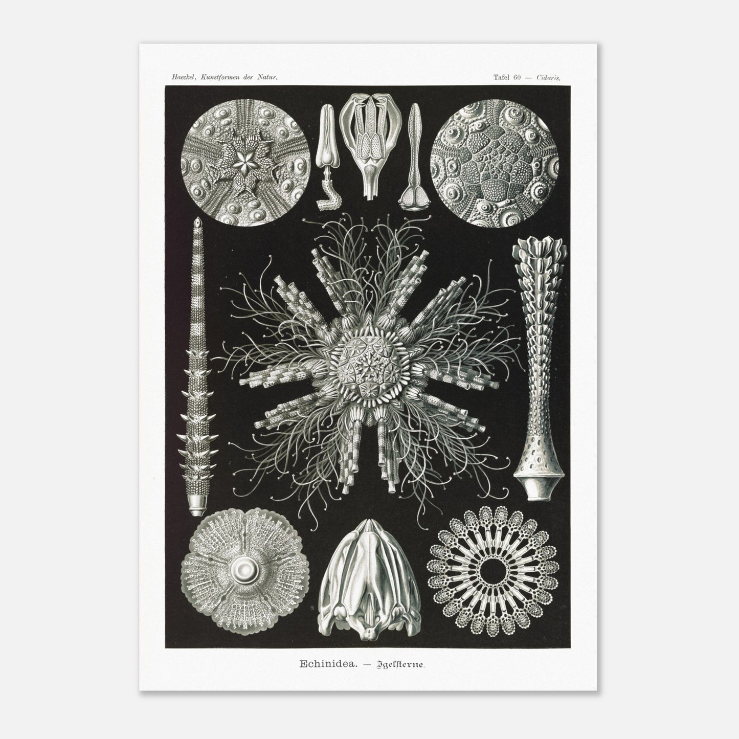 Planche d'oursins Echinidea - Illustration naturaliste d'Ernst Haeckel (42x59,4 cm (A2)). Planche encyclopédique d'oursins et de formes similaires par Ernst Haeckel, représentant plusieurs spécimens avec des détails anatomiques variés sur fond noir.