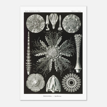 Planche d'oursins Echinidea - Illustration naturaliste d'Ernst Haeckel (42x59,4 cm (A2)). Planche encyclopédique d'oursins et de formes similaires par Ernst Haeckel, représentant plusieurs spécimens avec des détails anatomiques variés sur fond noir.