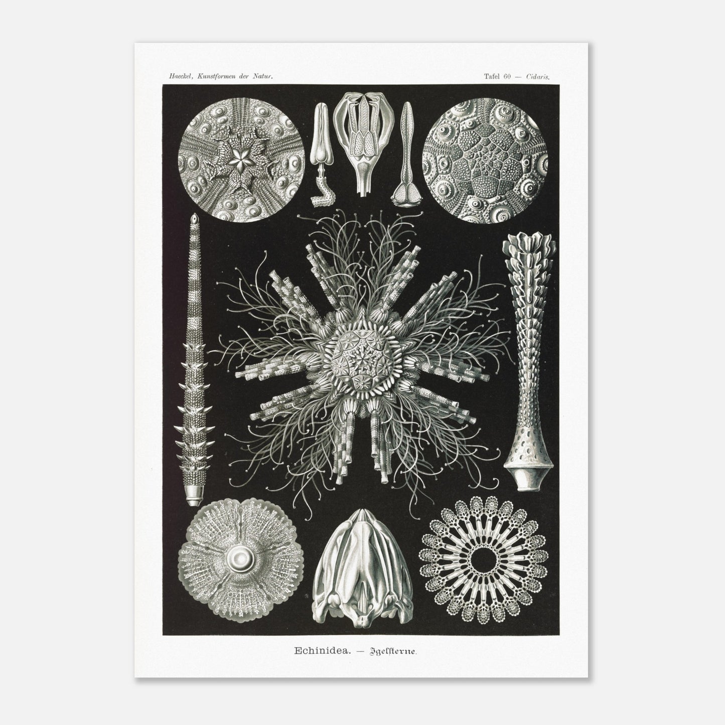 Planche d'oursins Echinidea - Illustration naturaliste d'Ernst Haeckel (50x70 cm). Planche encyclopédique d'oursins et de formes similaires par Ernst Haeckel, représentant plusieurs spécimens avec des détails anatomiques variés sur fond noir.