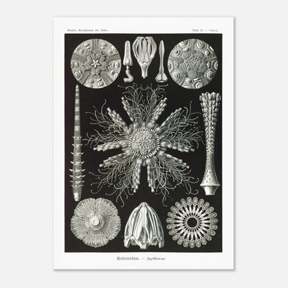 Planche d'oursins Echinidea - Illustration naturaliste d'Ernst Haeckel (50x70 cm). Planche encyclopédique d'oursins et de formes similaires par Ernst Haeckel, représentant plusieurs spécimens avec des détails anatomiques variés sur fond noir.