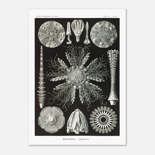 Planche d'oursins Echinidea - Illustration naturaliste d'Ernst Haeckel (50x70 cm). Planche encyclopédique d'oursins et de formes similaires par Ernst Haeckel, représentant plusieurs spécimens avec des détails anatomiques variés sur fond noir.