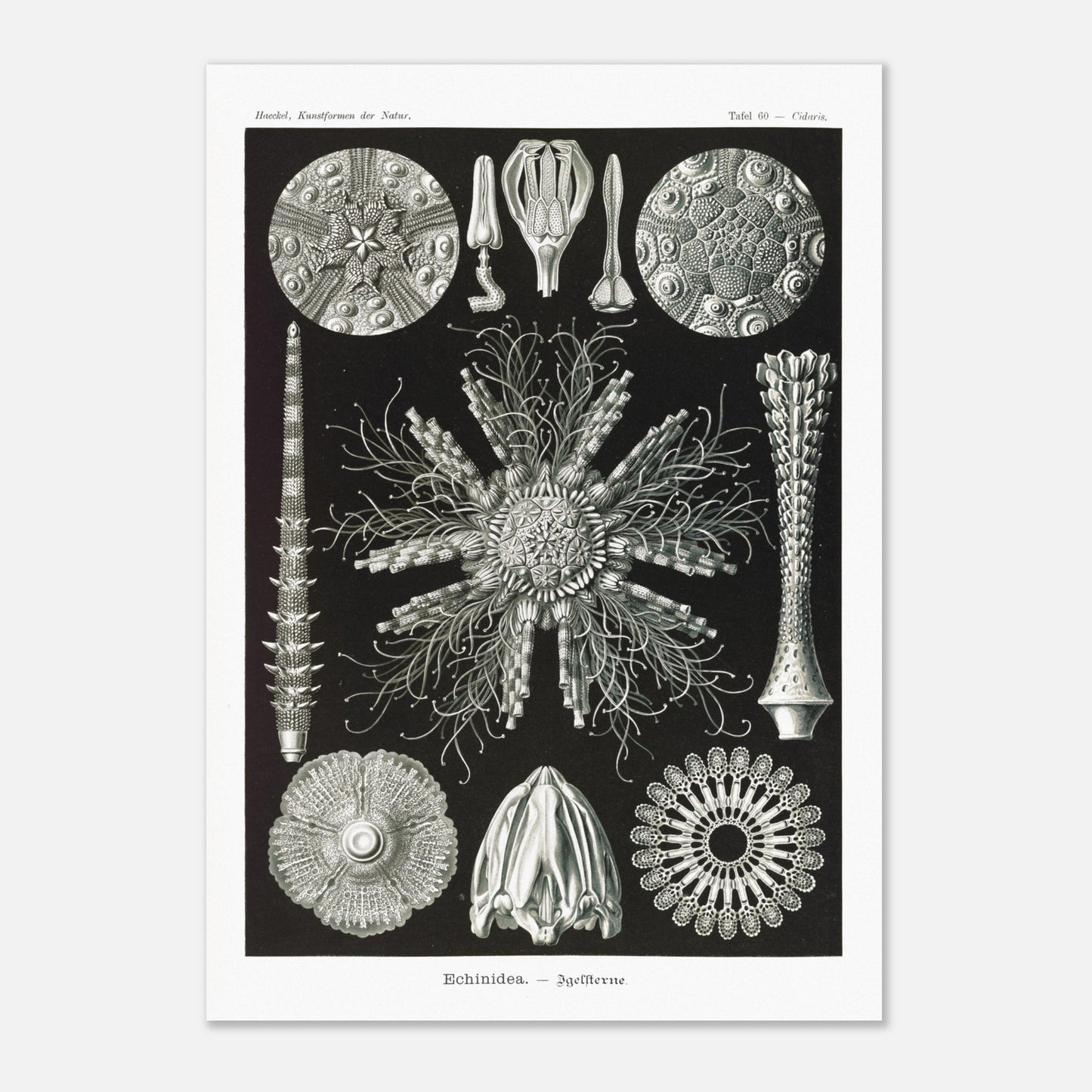 Planche d'oursins Echinidea - Illustration naturaliste d'Ernst Haeckel (59,4x84,1 cm (A1)). Planche encyclopédique d'oursins et de formes similaires par Ernst Haeckel, représentant plusieurs spécimens avec des détails anatomiques variés sur fond noir.