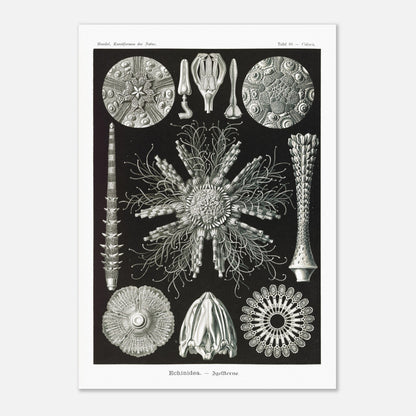 Planche d'oursins Echinidea - Illustration naturaliste d'Ernst Haeckel (59,4x84,1 cm (A1)). Planche encyclopédique d'oursins et de formes similaires par Ernst Haeckel, représentant plusieurs spécimens avec des détails anatomiques variés sur fond noir.