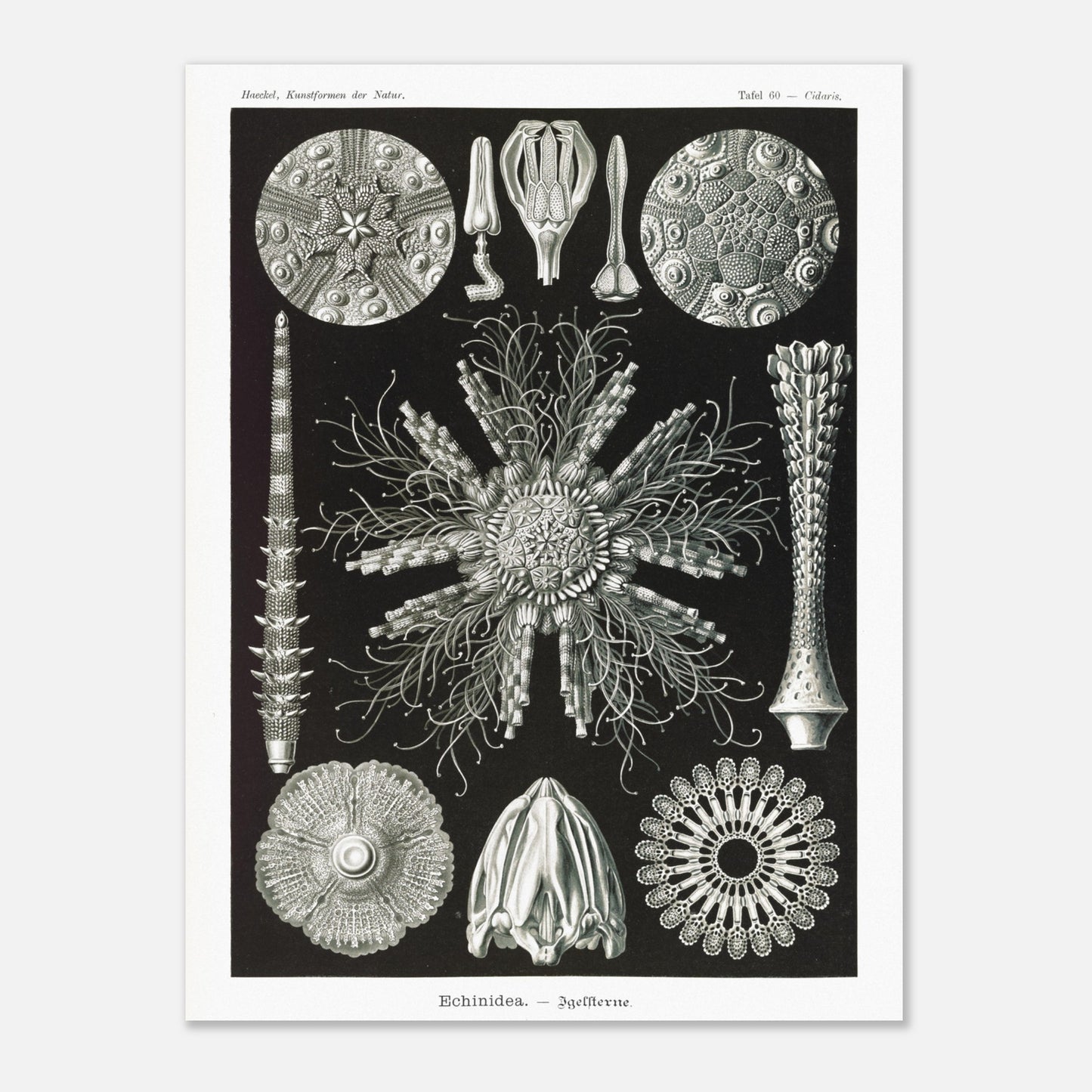 Planche d'oursins Echinidea - Illustration naturaliste d'Ernst Haeckel (60x80 cm). Planche encyclopédique d'oursins et de formes similaires par Ernst Haeckel, représentant plusieurs spécimens avec des détails anatomiques variés sur fond noir.