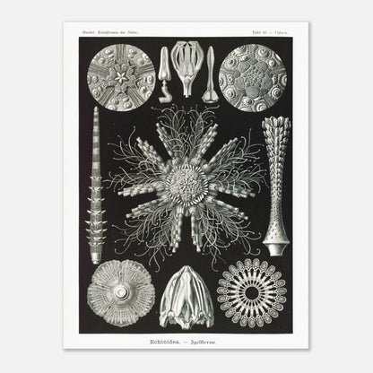 Planche d'oursins Echinidea - Illustration naturaliste d'Ernst Haeckel (60x80 cm). Planche encyclopédique d'oursins et de formes similaires par Ernst Haeckel, représentant plusieurs spécimens avec des détails anatomiques variés sur fond noir.