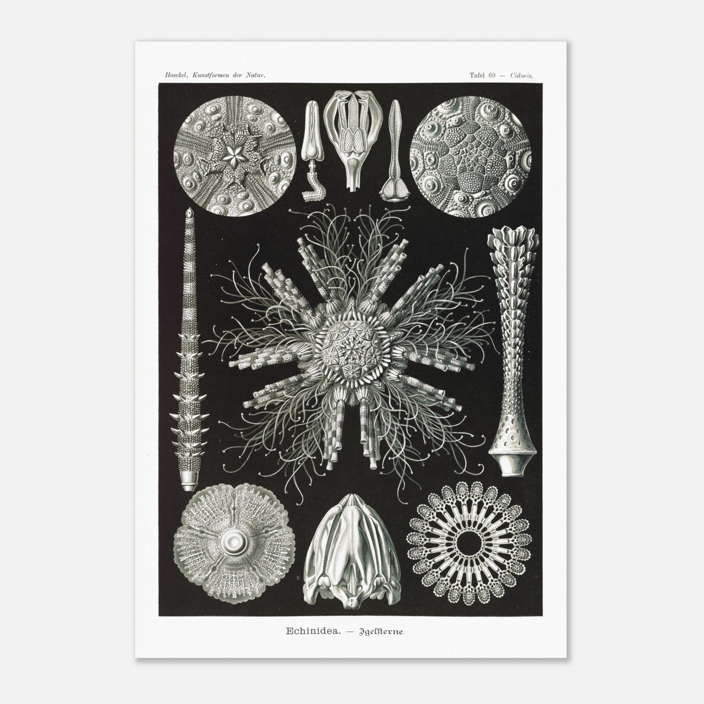 Planche d'oursins Echinidea - Illustration naturaliste d'Ernst Haeckel (70x100 cm). Planche encyclopédique d'oursins et de formes similaires par Ernst Haeckel, représentant plusieurs spécimens avec des détails anatomiques variés sur fond noir.