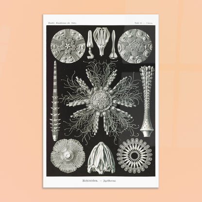 Planche d'oursins Echinidea - Illustration naturaliste d'Ernst Haeckel. Planche encyclopédique d'oursins et de formes similaires par Ernst Haeckel, représentant plusieurs spécimens avec des détails anatomiques variés sur fond noir. Image d'illustration 8