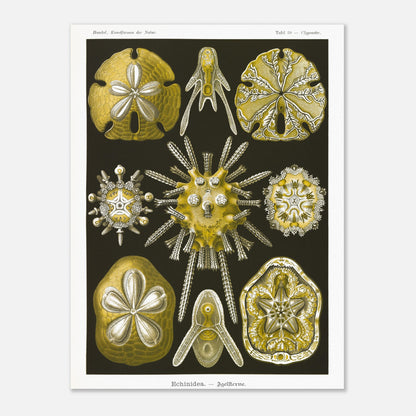 Planche naturaliste d'Oursins par Ernst Haeckel (30x40 cm). Planche scientifique du Kunstformen der Natur d'Ernst Haeckel, représentant diverses formes d'oursins et de dollars des sables, principalement en jaune et blanc sur fond noir.