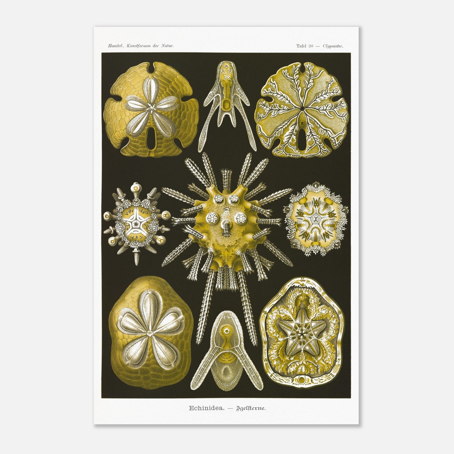 Planche naturaliste d'Oursins par Ernst Haeckel (40x60 cm). Planche scientifique du Kunstformen der Natur d'Ernst Haeckel, représentant diverses formes d'oursins et de dollars des sables, principalement en jaune et blanc sur fond noir.