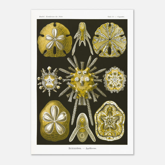 Planche naturaliste d'Oursins par Ernst Haeckel (42x59,4 cm (A2)). Planche scientifique du Kunstformen der Natur d'Ernst Haeckel, représentant diverses formes d'oursins et de dollars des sables, principalement en jaune et blanc sur fond noir.
