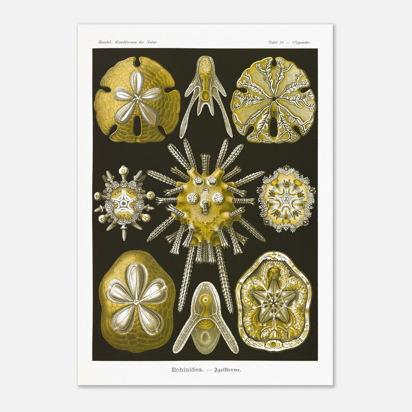 Planche naturaliste d'Oursins par Ernst Haeckel (59,4x84,1 cm (A1)). Planche scientifique du Kunstformen der Natur d'Ernst Haeckel, représentant diverses formes d'oursins et de dollars des sables, principalement en jaune et blanc sur fond noir.